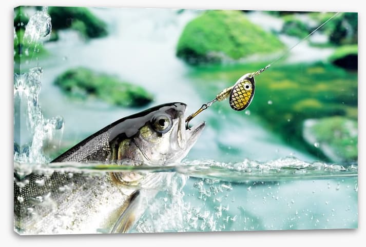 Taking the bait - Image 2