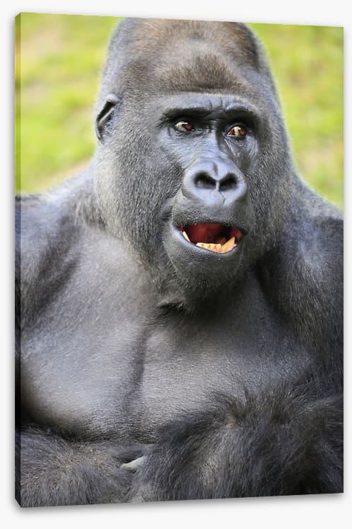 Talking ape - Image 2