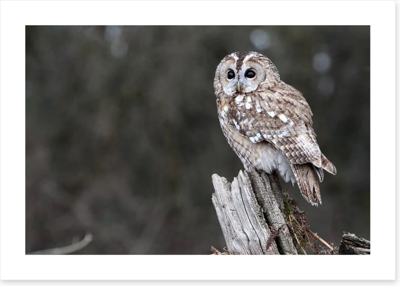 Tawny owl in the woods - Image 2