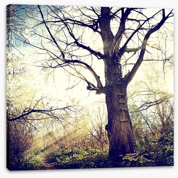 The ancient tree - Image 2