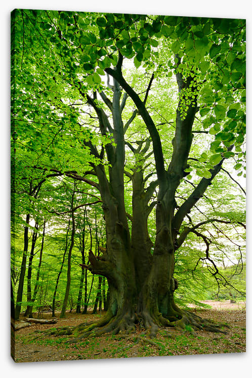 The beech boys - Image 2