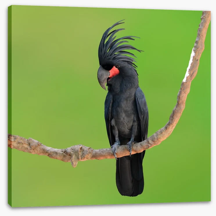 The drumming bird - Image 2
