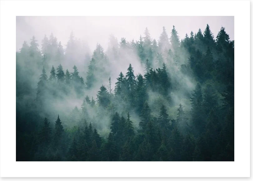 The fading forest - Image 2