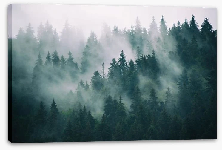 The fading forest - Image 2