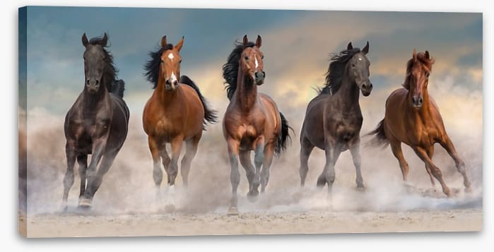 The five amigos - Image 2