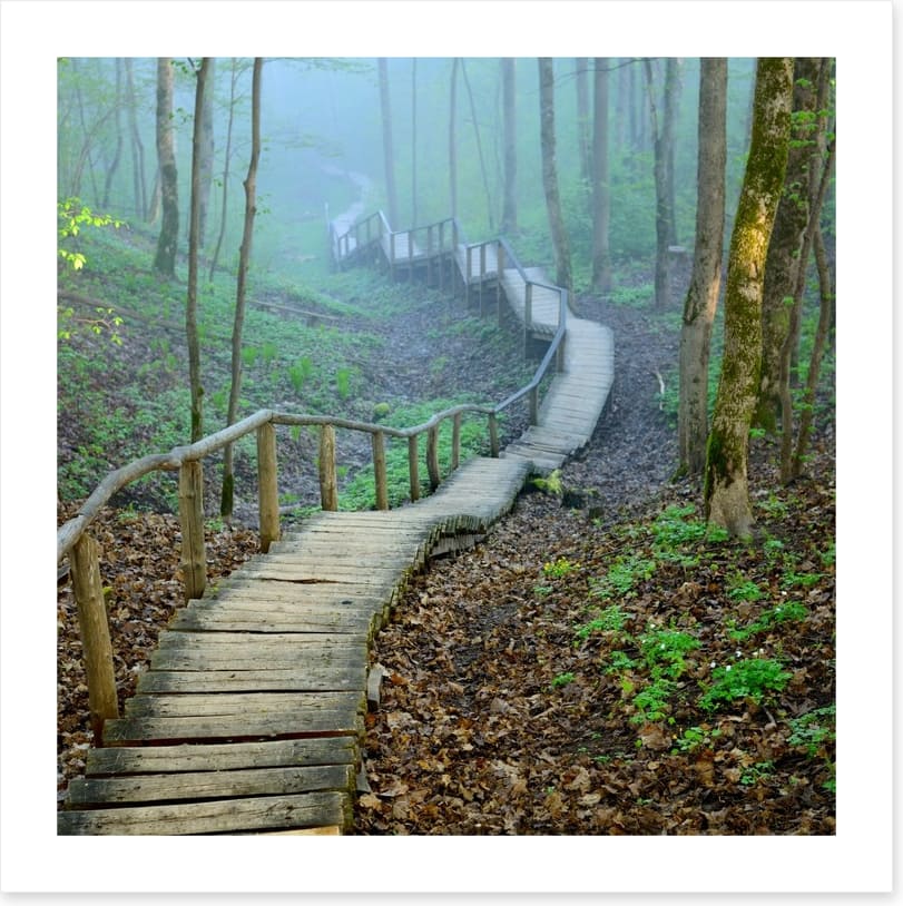 The forest stairway - Image 2