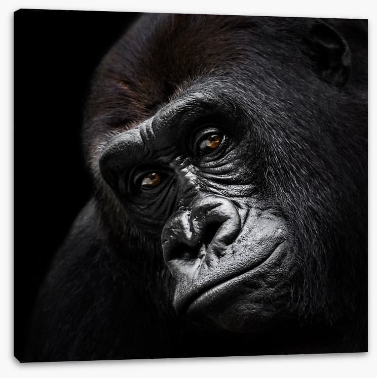 The glum gorilla - Image 2