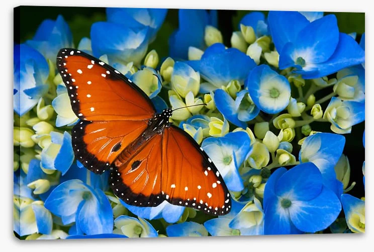 The hydrangea queen - Image 2