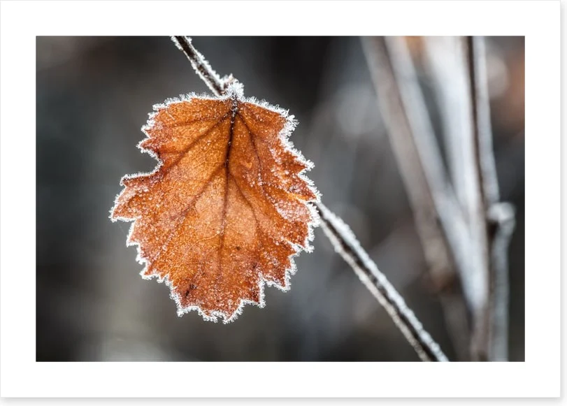 The last Autmn leaf - Image 2