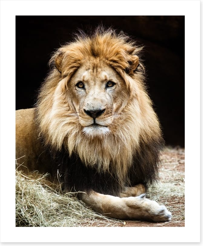 The lion king - Image 2
