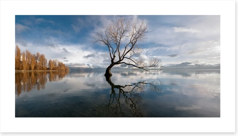 The lone tree, Lake Wanaka - Image 2