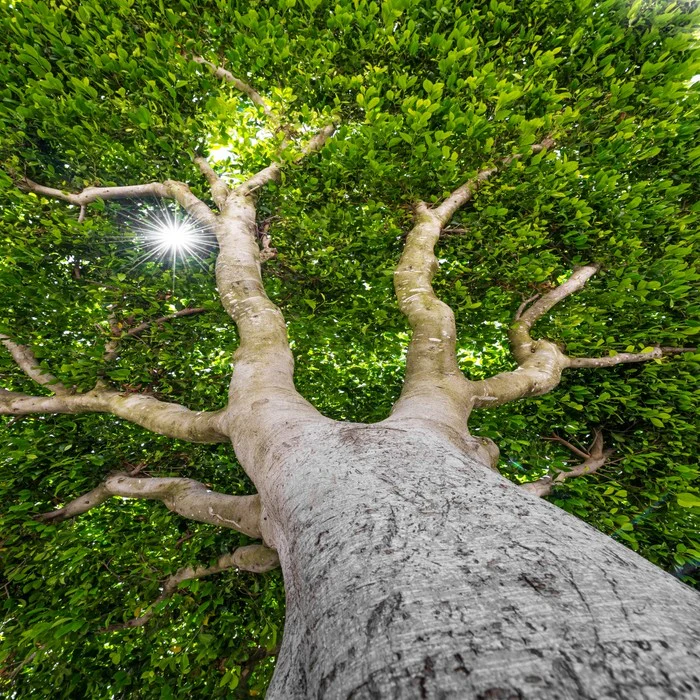 The old tree