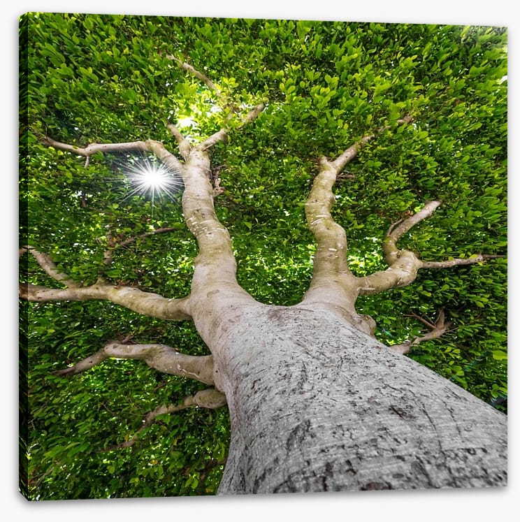 The old tree - Image 2
