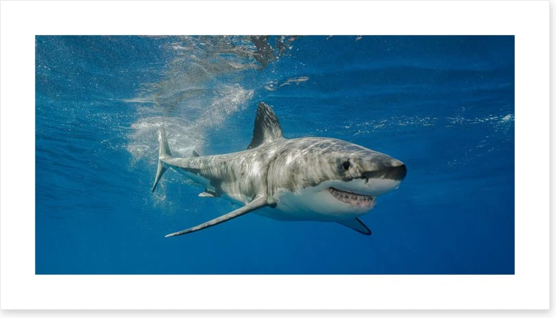 The smiling shark - Image 2