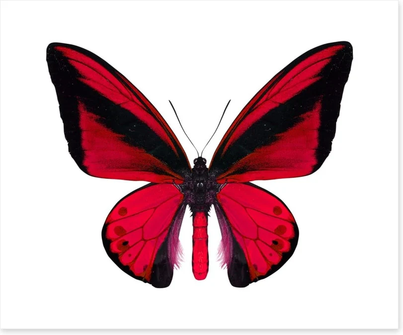 The vibrant monarch - Image 2
