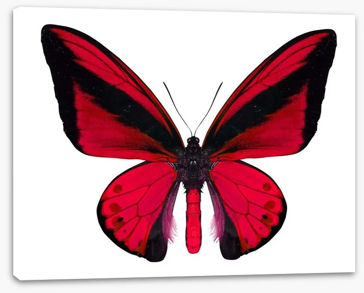 The vibrant monarch - Image 2