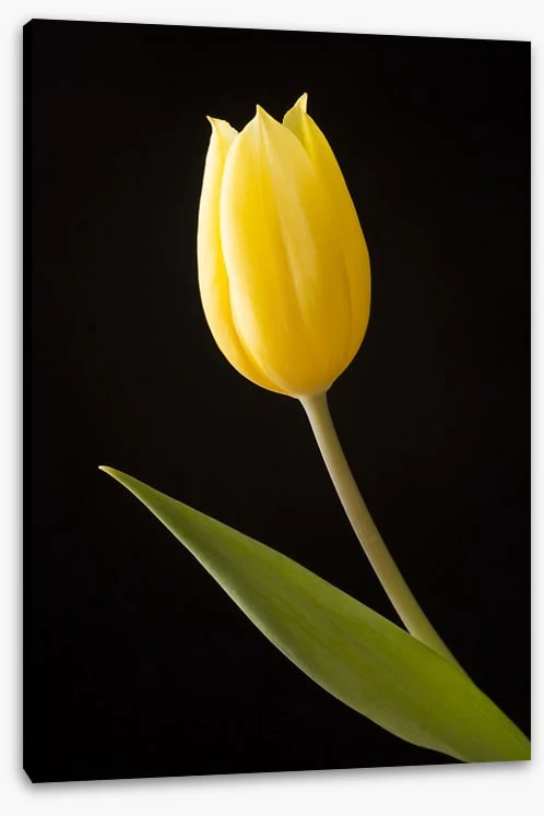 The yellow tulip - Image 2