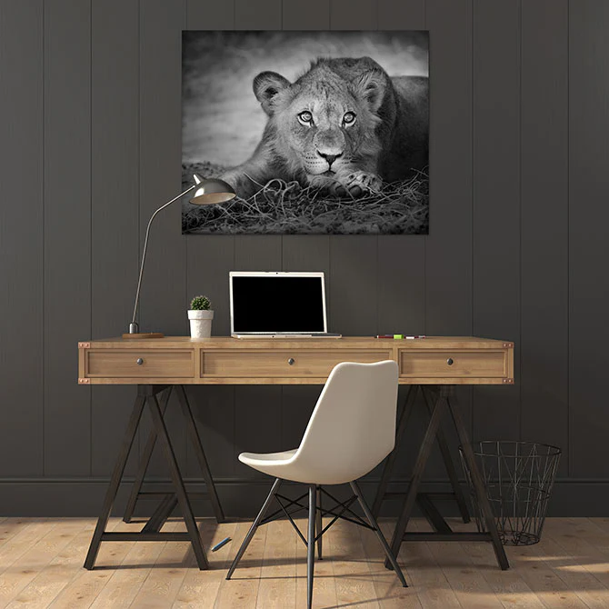 The young lion - Image 3