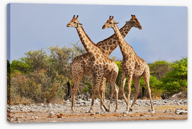 Three giraffes, Etosha National Park - Image 2