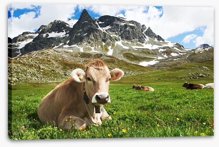 Til the cows come home - Image 2