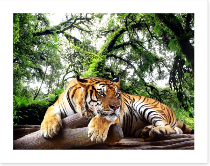 Tired tiger - Image 2
