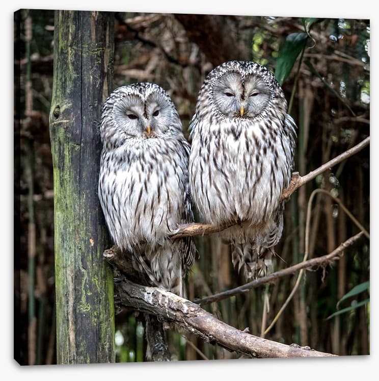 Together in the tree - Image 2
