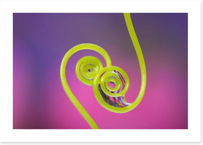Touching tendrils - Image 2