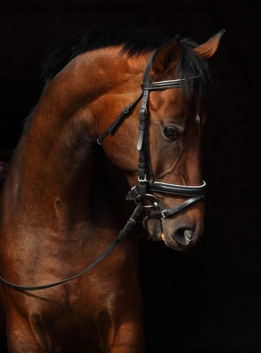 Trakehner bay