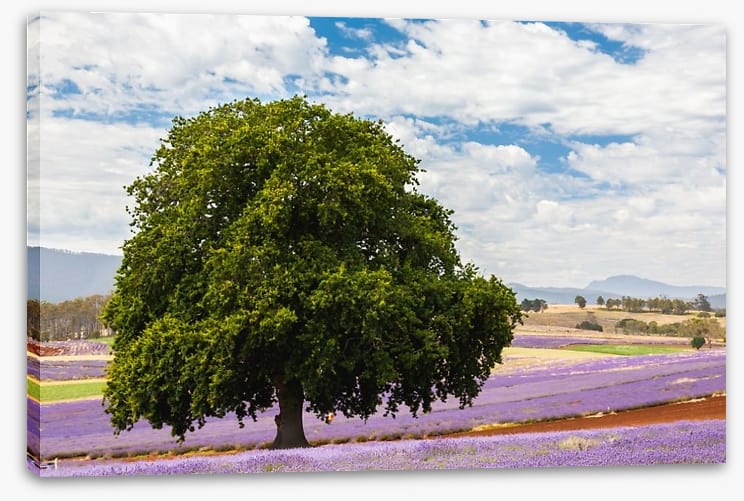 Tree in the lavender field - Image 2