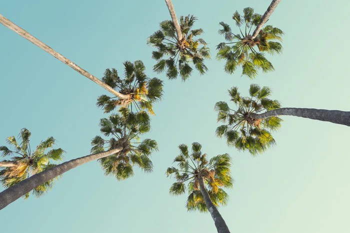 Trees