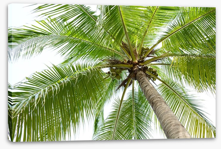 In my palm - Image 2