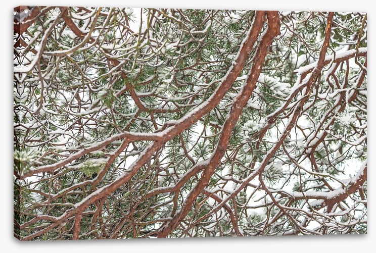 Trees - Image 2