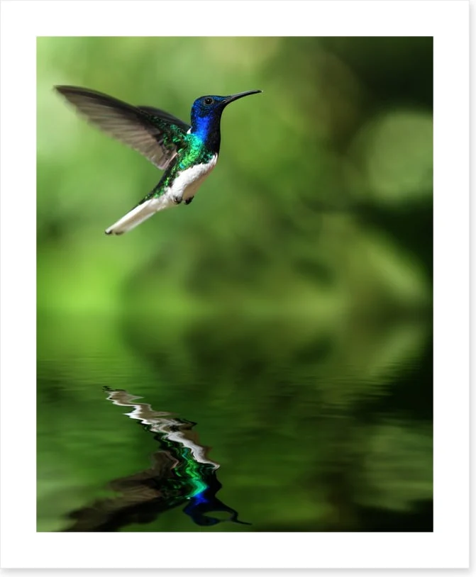Tropical hummingbird - Image 2
