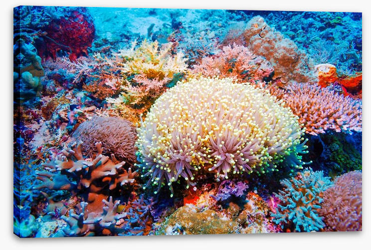 Tropical reef - Image 2