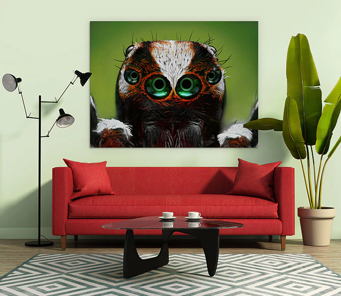 Turkish jumping spider - Image 3