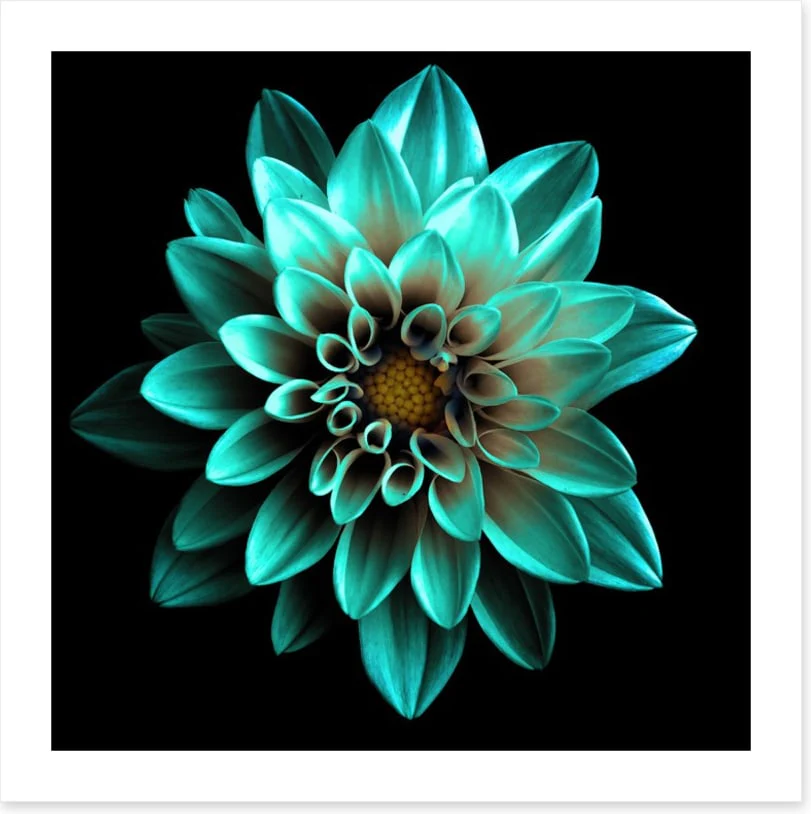 Turquoise dahlia - Image 2