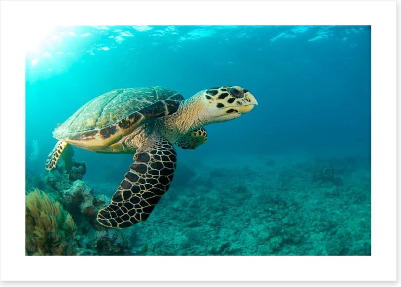 Turtle time - Image 2
