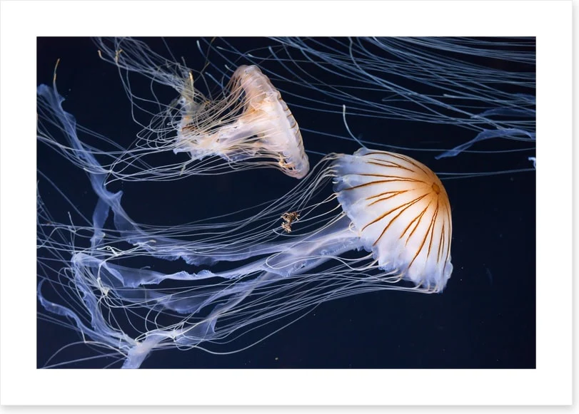 Two jellyfish - Image 2
