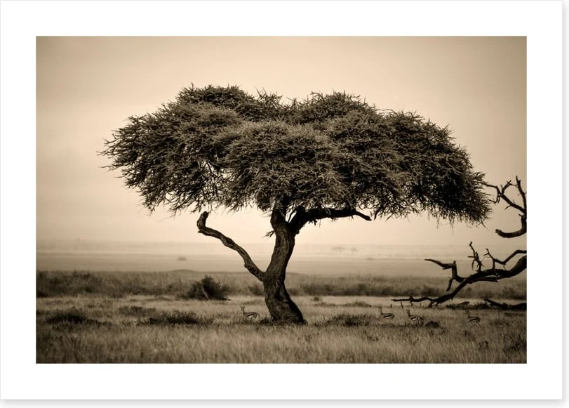 Under the acacia - Image 2