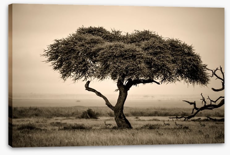 Under the acacia - Image 2