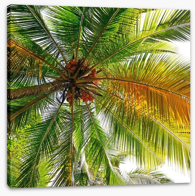 Under the coconut tree - Image 2
