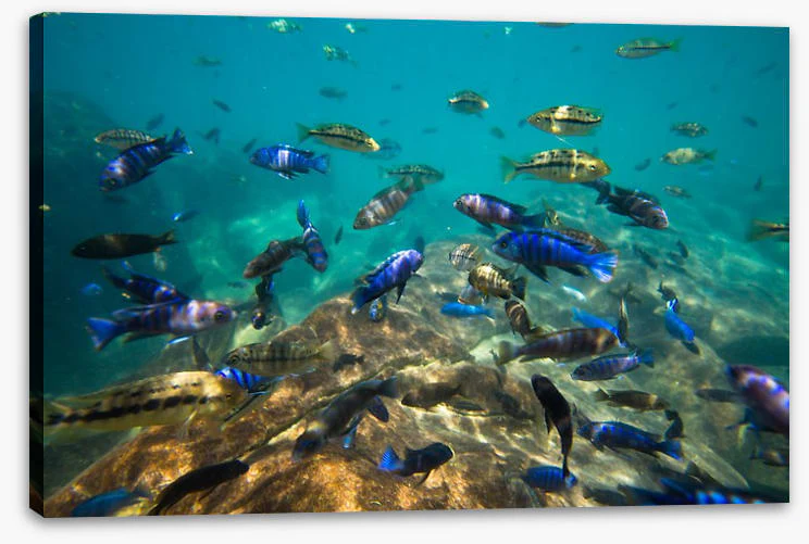 Underwater - Image 2