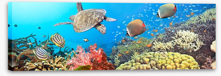 Underwater world - Image 2