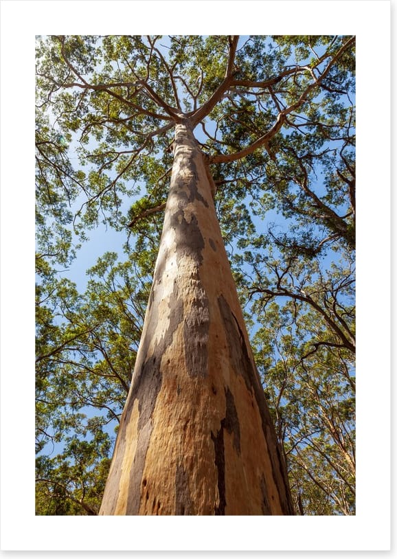 Up the Karri tree - Image 2