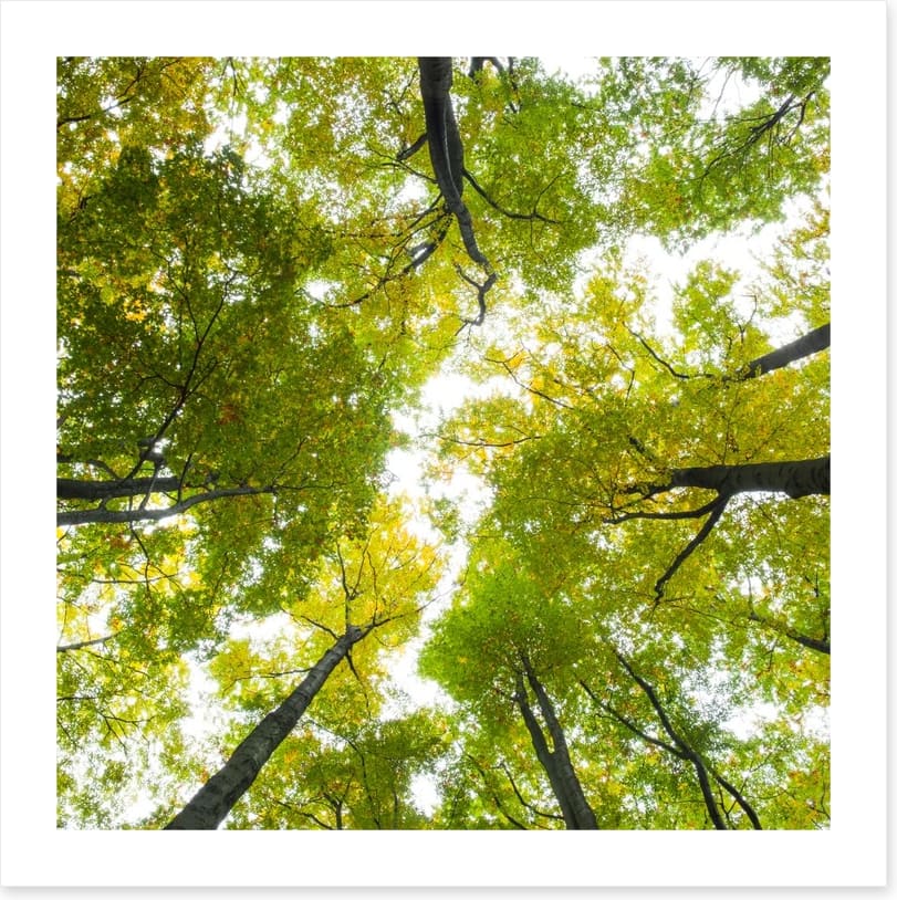 Up to the sky - Image 2