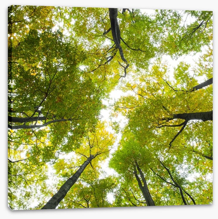 Up to the sky - Image 2