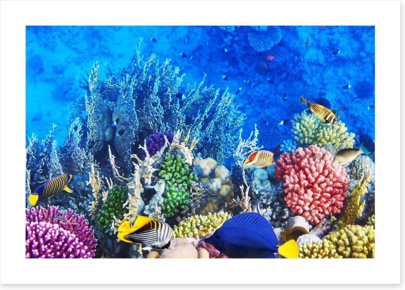 Vibrant coral and fish - Image 2