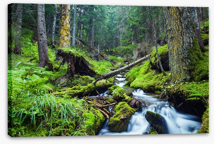 Vibrant forest stream - Image 2