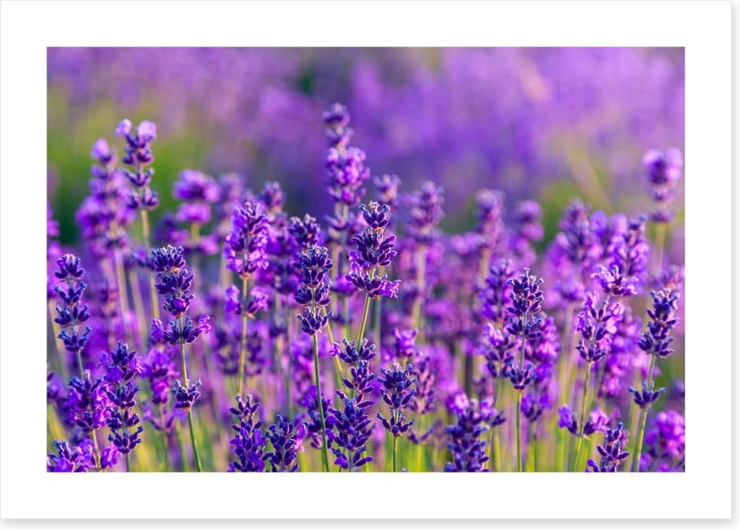 Vibrant lavender field - Image 2