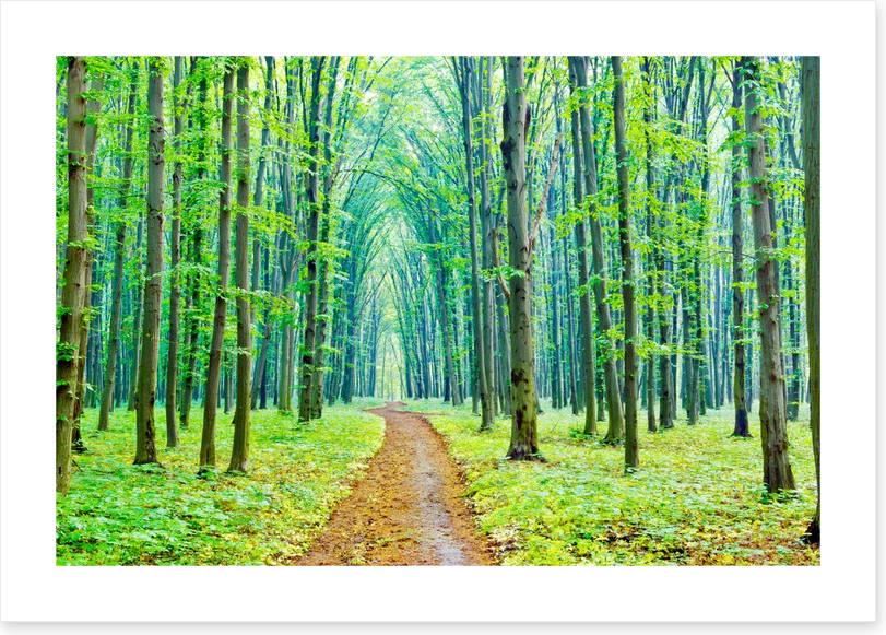 Vibrant spring in the forest - Image 2